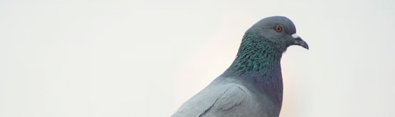 Dokarmianie gołębi