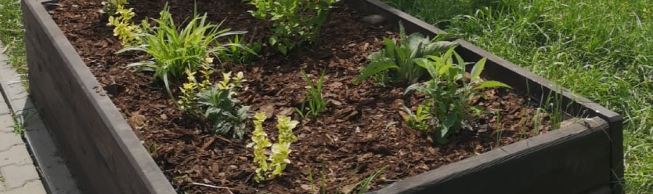 Nasadzenia roślin wieloletnich w Zabrzu przy ul. Żywieckiej