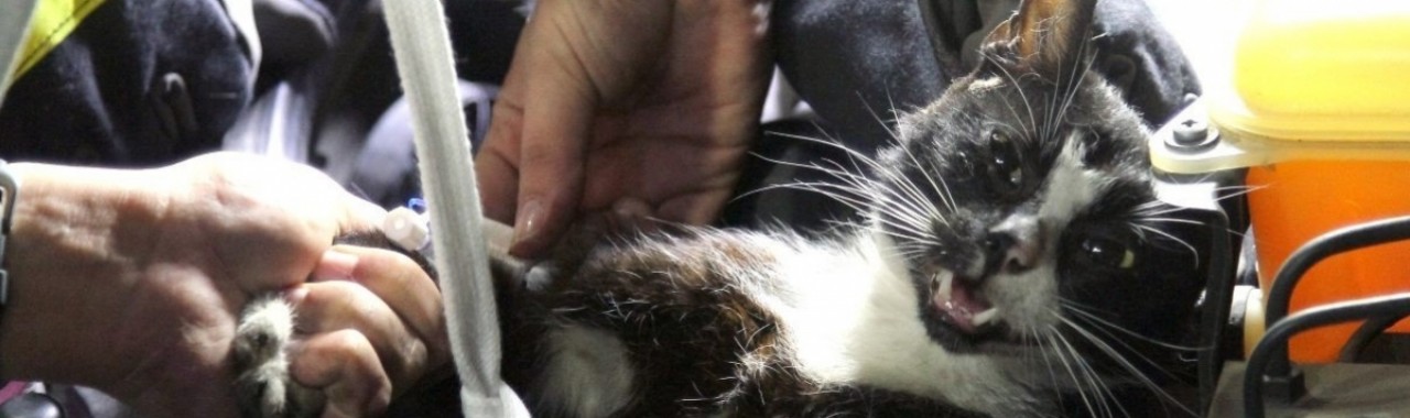 Uwaga na koty pod maskami samochodów!